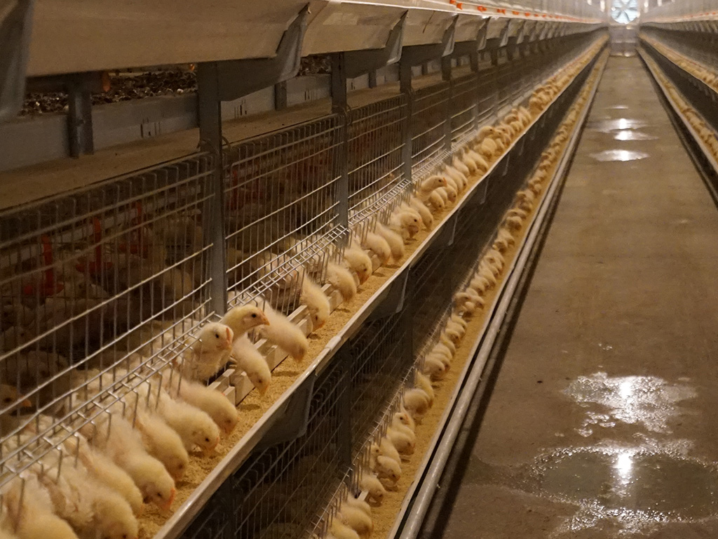 Système d\'élevage en cage DSM195